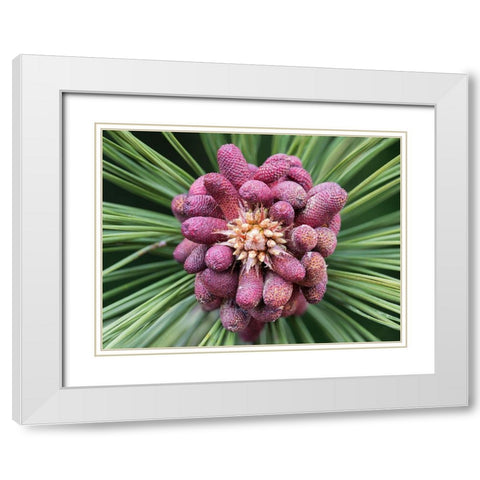 Forming Pine Cone White Modern Wood Framed Art Print with Double Matting by Hellmann, Stan