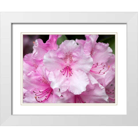 Rhododendron White Modern Wood Framed Art Print with Double Matting by Hellmann, Stan