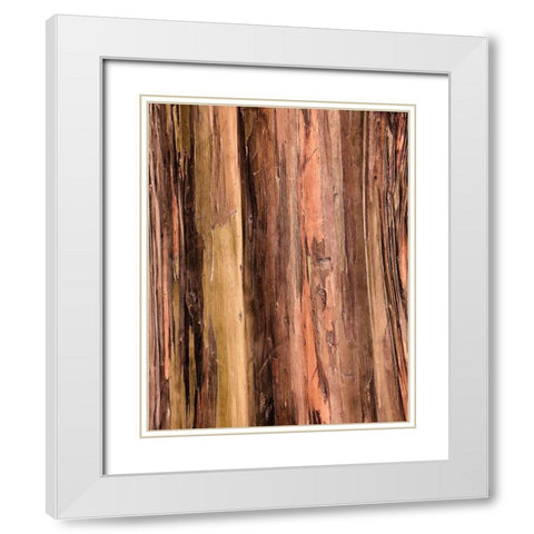 Eucalyptus Bark II White Modern Wood Framed Art Print with Double Matting by Hellmann, Stan