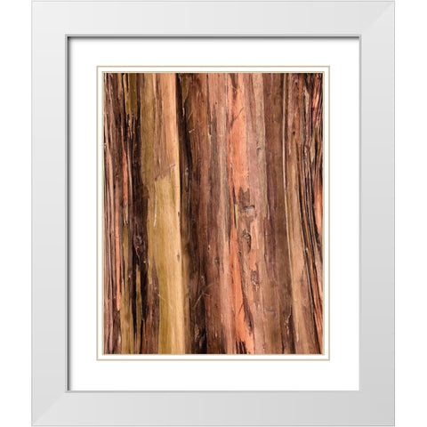 Eucalyptus Bark II White Modern Wood Framed Art Print with Double Matting by Hellmann, Stan
