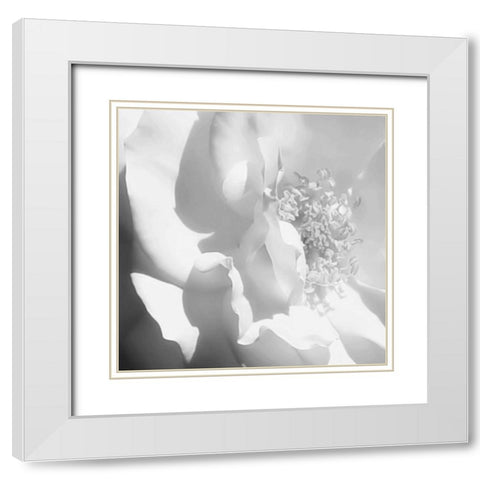 BW Rose Sq I White Modern Wood Framed Art Print with Double Matting by Hausenflock, Alan
