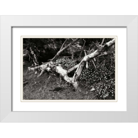 Fallen Cypress I White Modern Wood Framed Art Print with Double Matting by Hausenflock, Alan