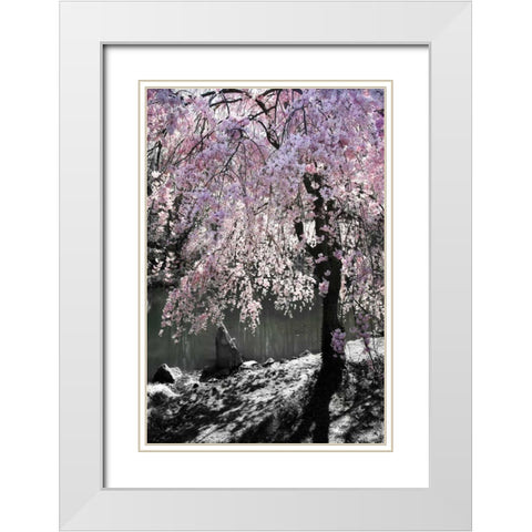 Cherry Tree I White Modern Wood Framed Art Print with Double Matting by Hausenflock, Alan