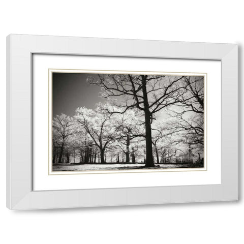 Bright Spring Day II White Modern Wood Framed Art Print with Double Matting by Hausenflock, Alan
