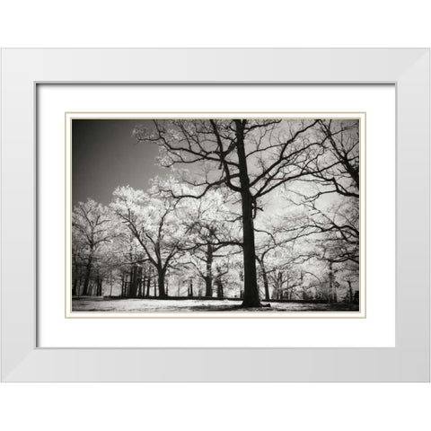 Bright Spring Day II White Modern Wood Framed Art Print with Double Matting by Hausenflock, Alan
