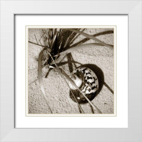 Seashells II White Modern Wood Framed Art Print with Double Matting by Hausenflock, Alan