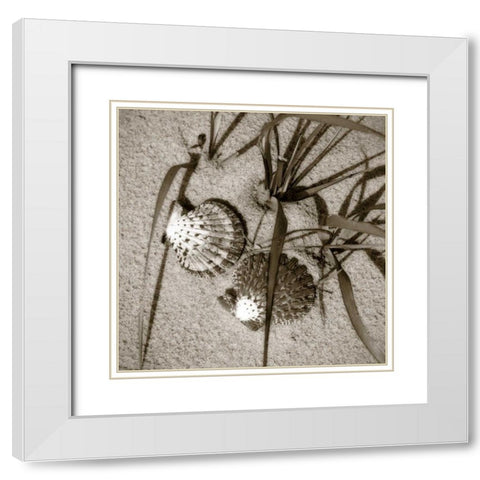 Seashells IV White Modern Wood Framed Art Print with Double Matting by Hausenflock, Alan