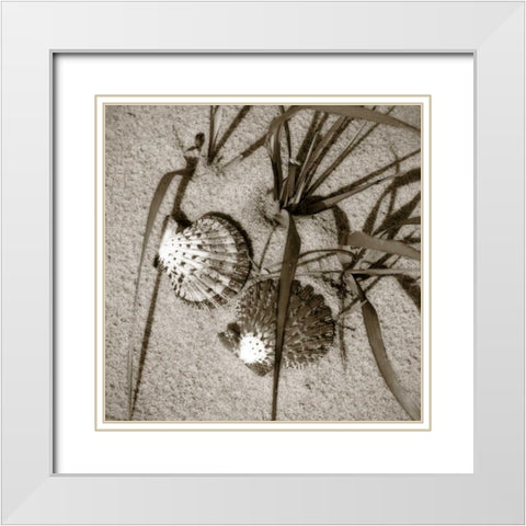Seashells IV White Modern Wood Framed Art Print with Double Matting by Hausenflock, Alan