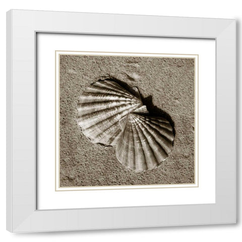 Seashells V White Modern Wood Framed Art Print with Double Matting by Hausenflock, Alan