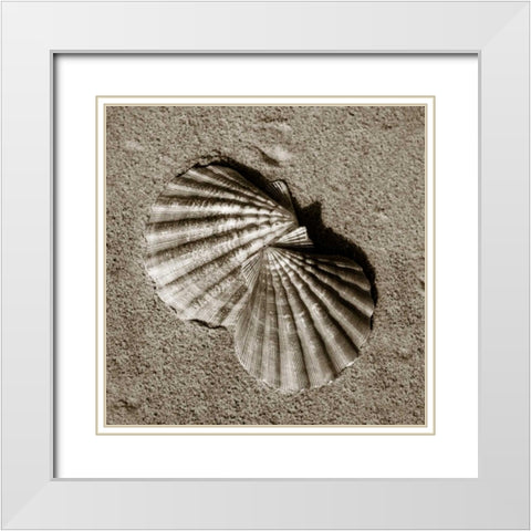 Seashells V White Modern Wood Framed Art Print with Double Matting by Hausenflock, Alan