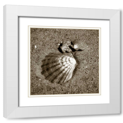 Seashells VIII White Modern Wood Framed Art Print with Double Matting by Hausenflock, Alan