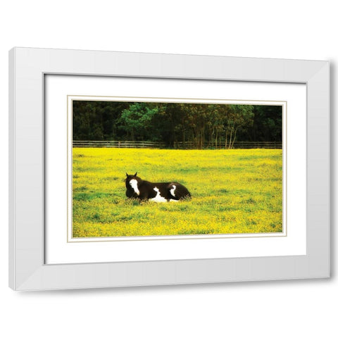 Black Pinto II White Modern Wood Framed Art Print with Double Matting by Hausenflock, Alan