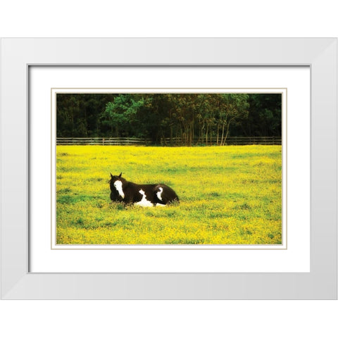 Black Pinto II White Modern Wood Framed Art Print with Double Matting by Hausenflock, Alan