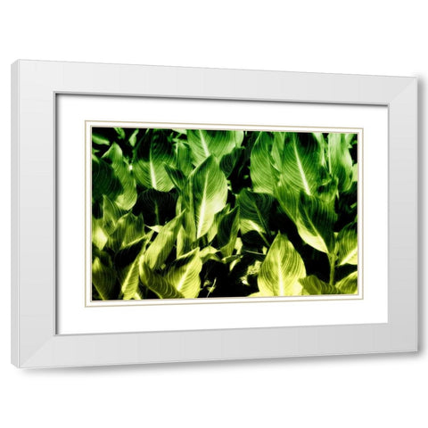 Tropical Foliage I White Modern Wood Framed Art Print with Double Matting by Hausenflock, Alan