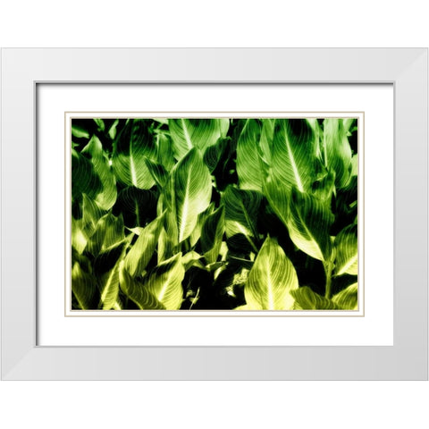 Tropical Foliage I White Modern Wood Framed Art Print with Double Matting by Hausenflock, Alan