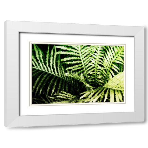 Tropical Foliage II White Modern Wood Framed Art Print with Double Matting by Hausenflock, Alan