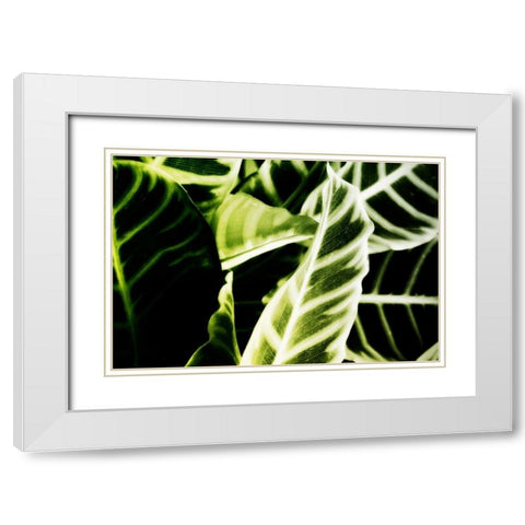 Tropical Foliage III White Modern Wood Framed Art Print with Double Matting by Hausenflock, Alan