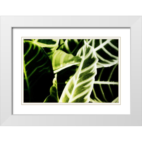 Tropical Foliage III White Modern Wood Framed Art Print with Double Matting by Hausenflock, Alan