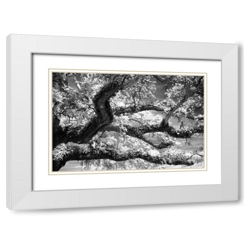 Coast Live Oak I White Modern Wood Framed Art Print with Double Matting by Hausenflock, Alan