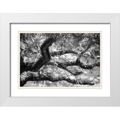Coast Live Oak I White Modern Wood Framed Art Print with Double Matting by Hausenflock, Alan