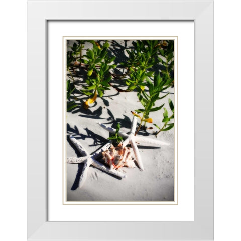 Shells by the Sea III White Modern Wood Framed Art Print with Double Matting by Hausenflock, Alan