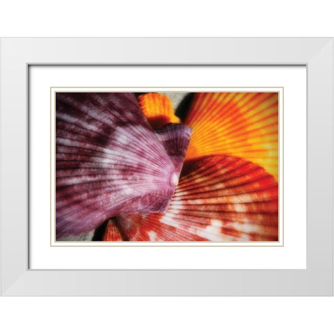 Scallops II White Modern Wood Framed Art Print with Double Matting by Hausenflock, Alan