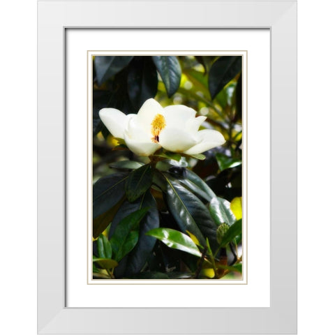 Fragrant Flower I White Modern Wood Framed Art Print with Double Matting by Hausenflock, Alan