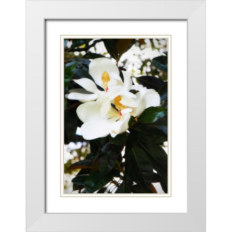 Fragrant Flower II White Modern Wood Framed Art Print with Double Matting by Hausenflock, Alan