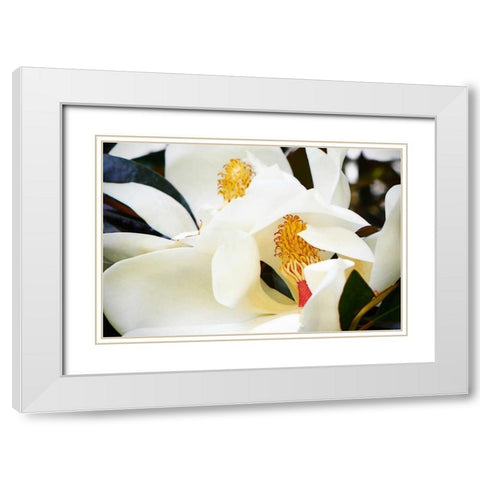 Southern Magnolia II White Modern Wood Framed Art Print with Double Matting by Hausenflock, Alan