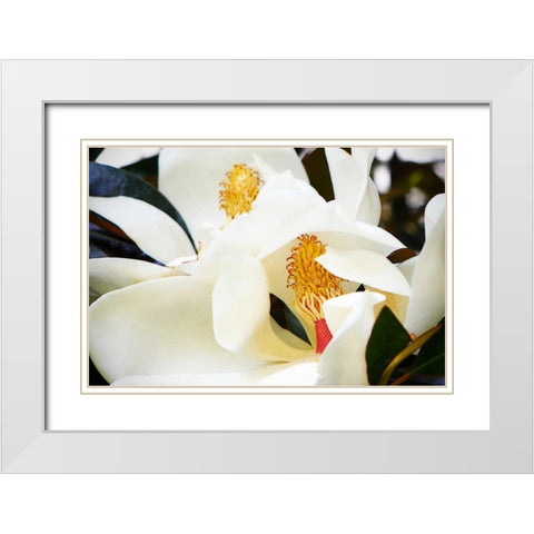 Southern Magnolia II White Modern Wood Framed Art Print with Double Matting by Hausenflock, Alan