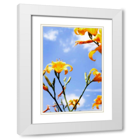 Daylilies White Modern Wood Framed Art Print with Double Matting by Hausenflock, Alan