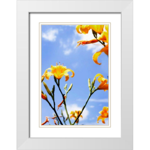 Daylilies White Modern Wood Framed Art Print with Double Matting by Hausenflock, Alan