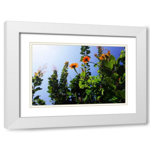 Summer Garden I White Modern Wood Framed Art Print with Double Matting by Hausenflock, Alan