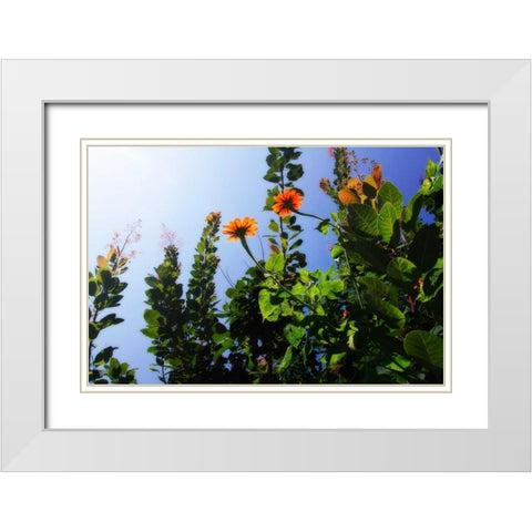 Summer Garden I White Modern Wood Framed Art Print with Double Matting by Hausenflock, Alan