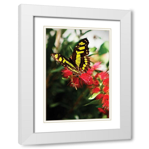 Bairds Swallowtail II White Modern Wood Framed Art Print with Double Matting by Hausenflock, Alan