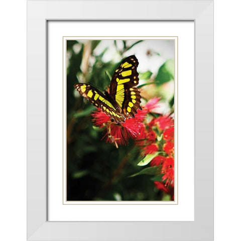 Bairds Swallowtail II White Modern Wood Framed Art Print with Double Matting by Hausenflock, Alan