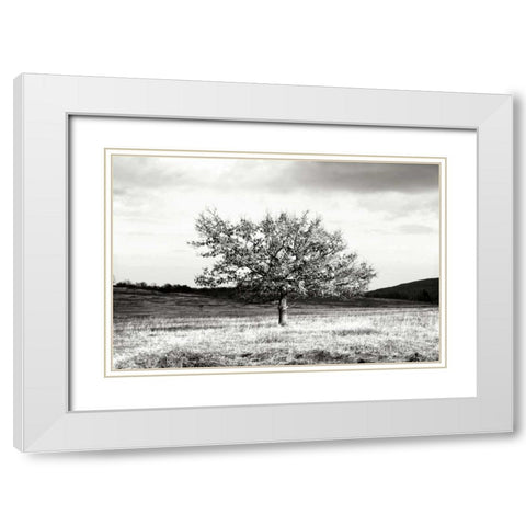 Winter Tree II White Modern Wood Framed Art Print with Double Matting by Hausenflock, Alan
