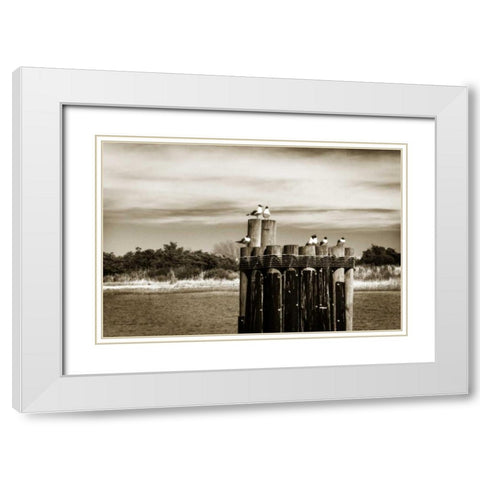 Pamlico Gulls II White Modern Wood Framed Art Print with Double Matting by Hausenflock, Alan