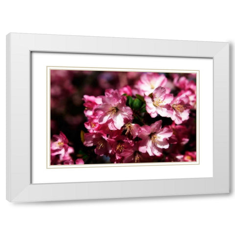Cherry Blossoms I White Modern Wood Framed Art Print with Double Matting by Hausenflock, Alan