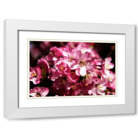 Cherry Blossoms II White Modern Wood Framed Art Print with Double Matting by Hausenflock, Alan