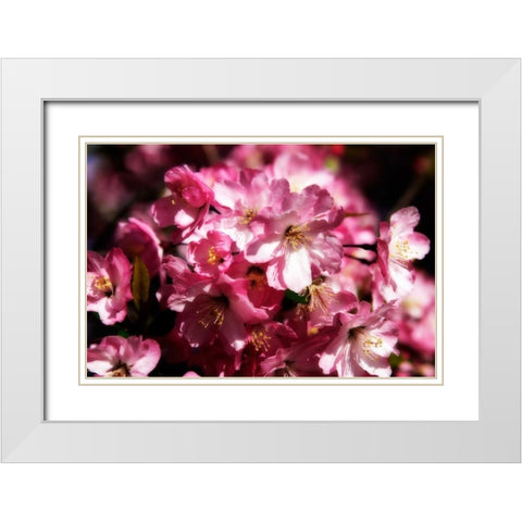 Cherry Blossoms II White Modern Wood Framed Art Print with Double Matting by Hausenflock, Alan