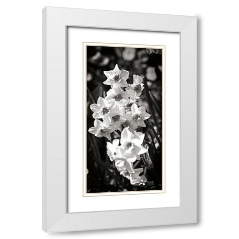 Daffodils I White Modern Wood Framed Art Print with Double Matting by Hausenflock, Alan