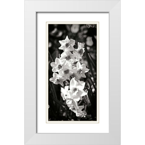 Daffodils I White Modern Wood Framed Art Print with Double Matting by Hausenflock, Alan