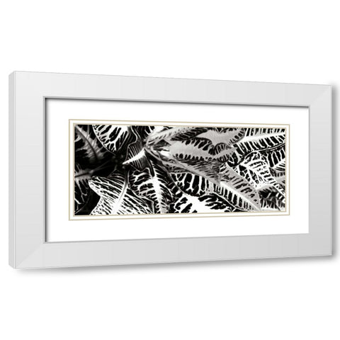 Croton II White Modern Wood Framed Art Print with Double Matting by Hausenflock, Alan