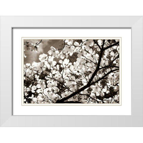 Blossoms II White Modern Wood Framed Art Print with Double Matting by Hausenflock, Alan