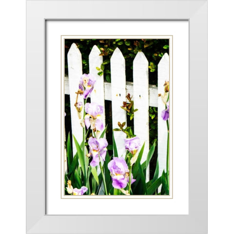 Iris on a Fence White Modern Wood Framed Art Print with Double Matting by Hausenflock, Alan