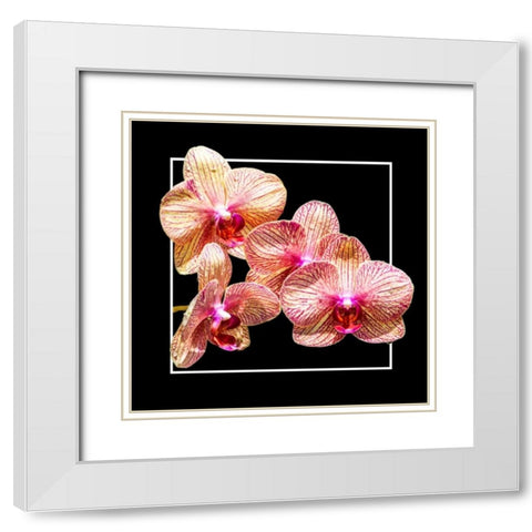 Orchids on Black I White Modern Wood Framed Art Print with Double Matting by Hausenflock, Alan