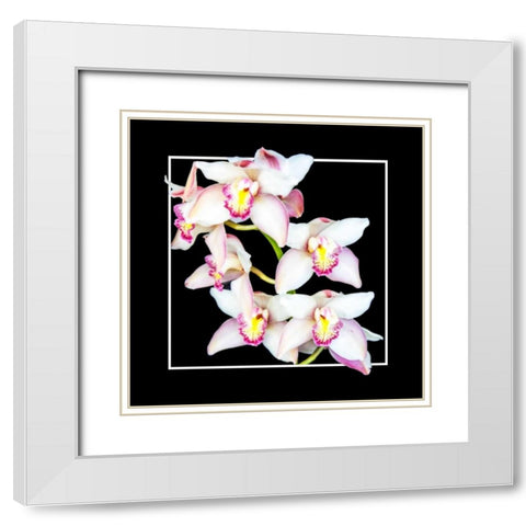 Orchids on Black II White Modern Wood Framed Art Print with Double Matting by Hausenflock, Alan