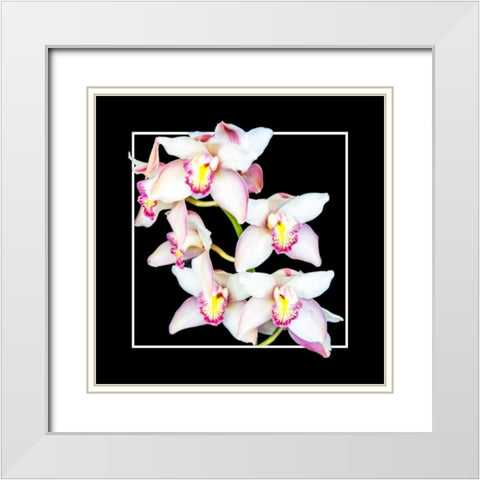 Orchids on Black II White Modern Wood Framed Art Print with Double Matting by Hausenflock, Alan