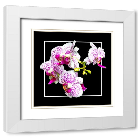 Orchids on Black III White Modern Wood Framed Art Print with Double Matting by Hausenflock, Alan